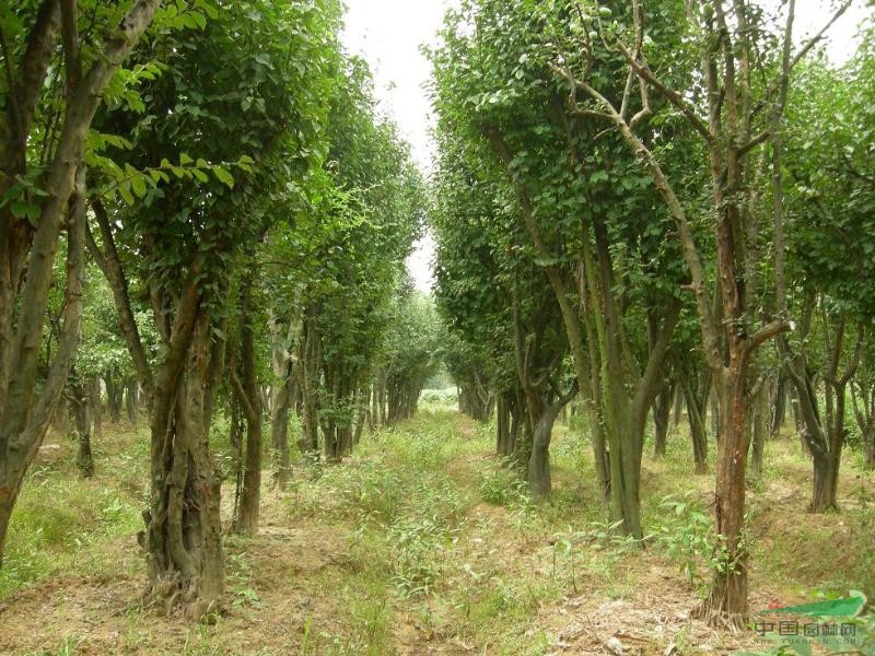 木瓜樹(shù)