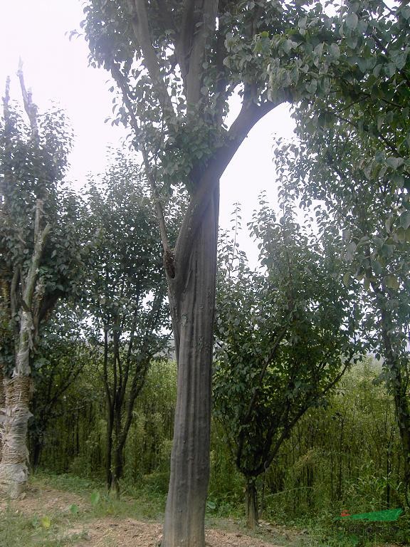 木瓜樹(shù)