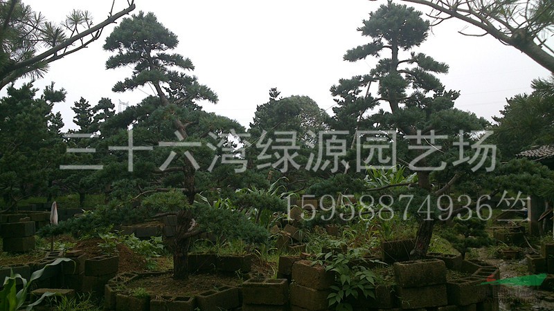 造型五針松