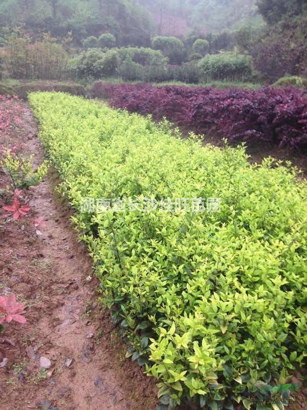 批發(fā)茶花，蚊母，月季，海桐，夾竹桃