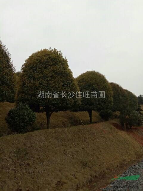 精品桂花