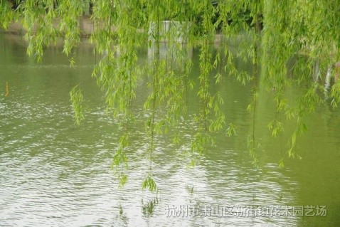 花桃、垂柳