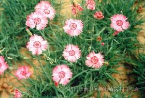 松果菊、金光菊