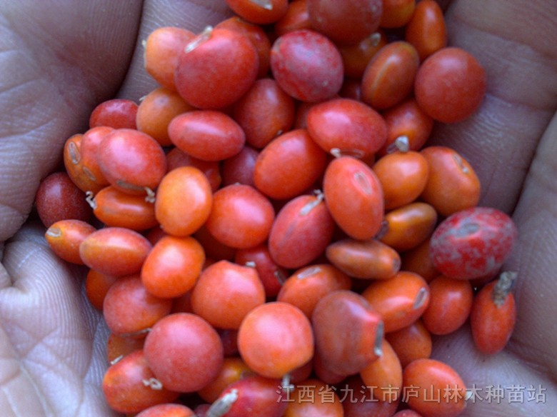 供應(yīng)花櫚木種子 紅豆種子 林木種子 