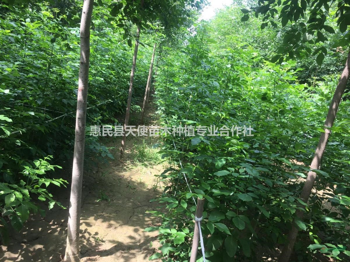 速生白蠟，速生白蠟供應(yīng)商