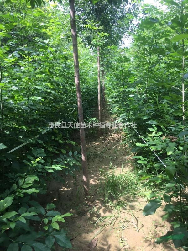 速生白蠟，速生白蠟供應(yīng)商