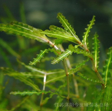 伊樂藻,苦草,輪葉黑藻,菹草(芽孢,