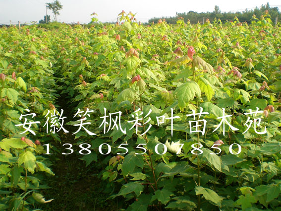 美國紅楓小苗