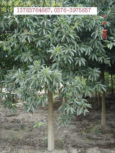 深山含笑價格，八月桂花價格，大葉女貞價格，石楠價格，廣玉蘭價