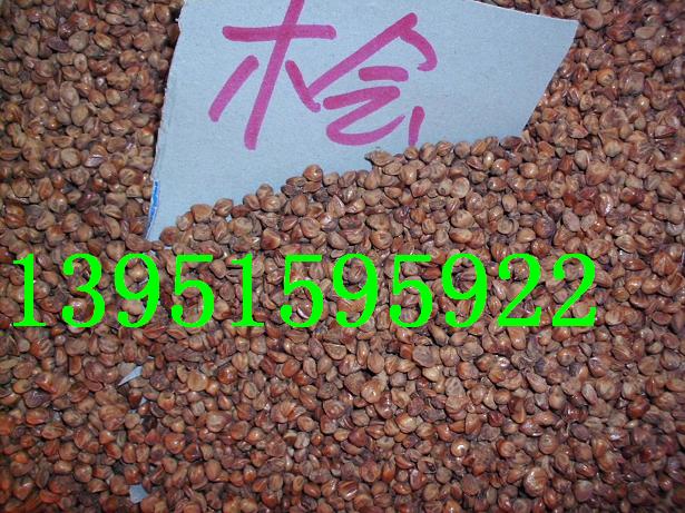 黑松濕地松羅漢松華山松白皮松馬尾松側(cè)柏 灑金柏種子