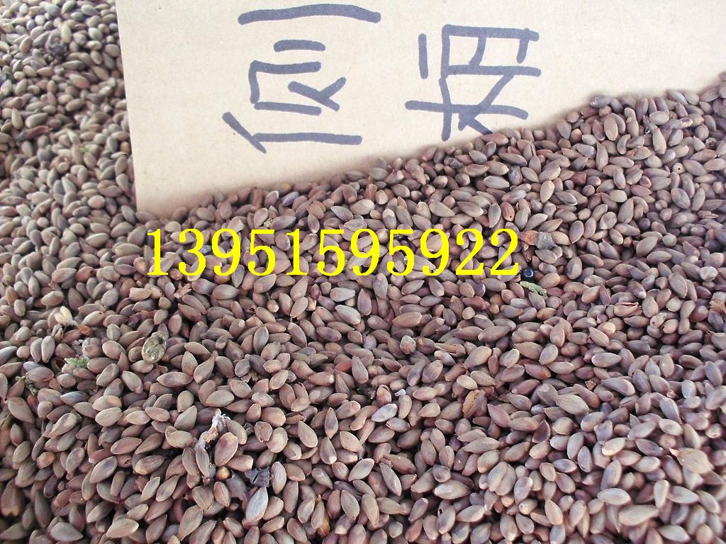 黑松濕地松羅漢松華山松白皮松馬尾松側(cè)柏 灑金柏種子