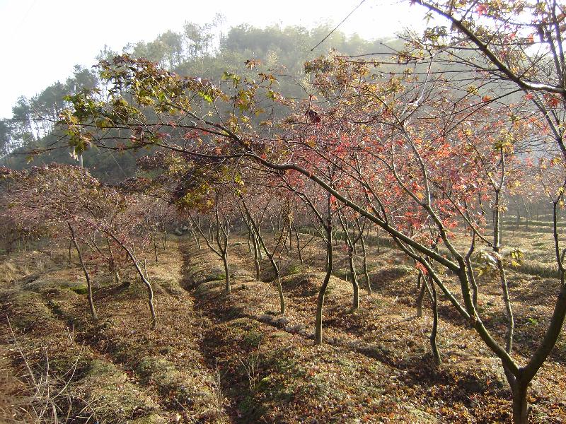 日本紅楓