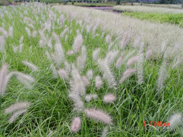 大量供應(yīng)小兔子狼尾草