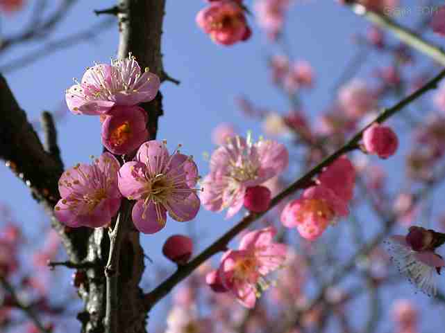 梅花價格，臘梅價格，榆葉梅價格，紅梅價格，綠梅價格，珍珠梅價