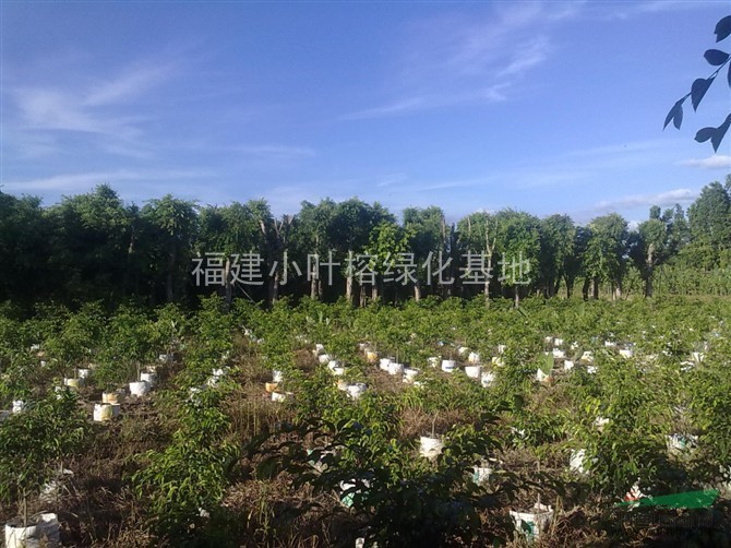 小葉榕基地