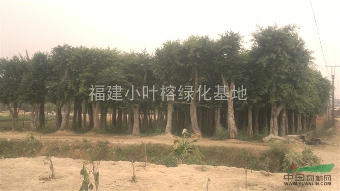 小葉榕基地