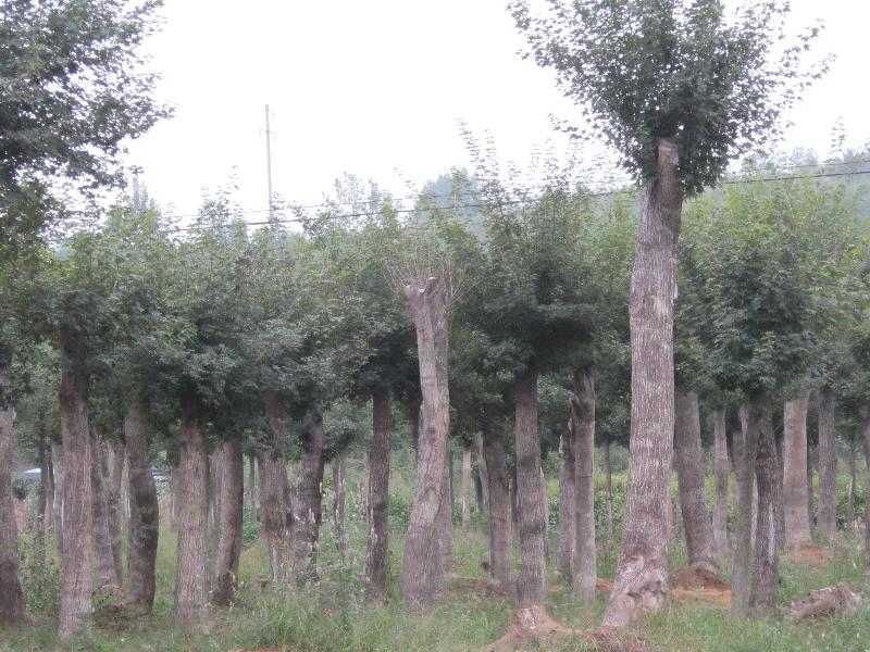樸樹