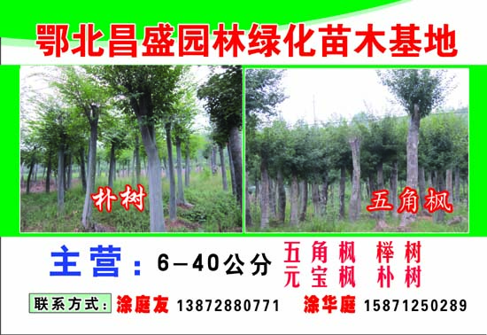 樸樹