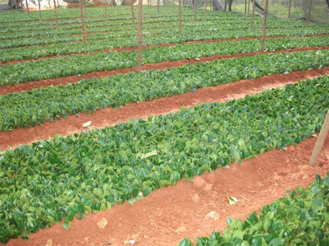 供绝品茶花（六角大红）1至3年生小苗150万棵