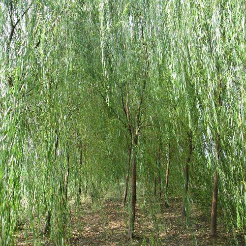青垂柳最新價(jià)格/青垂柳報(bào)價(jià)