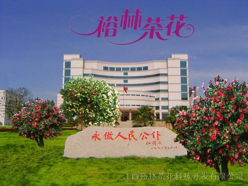 山茶花