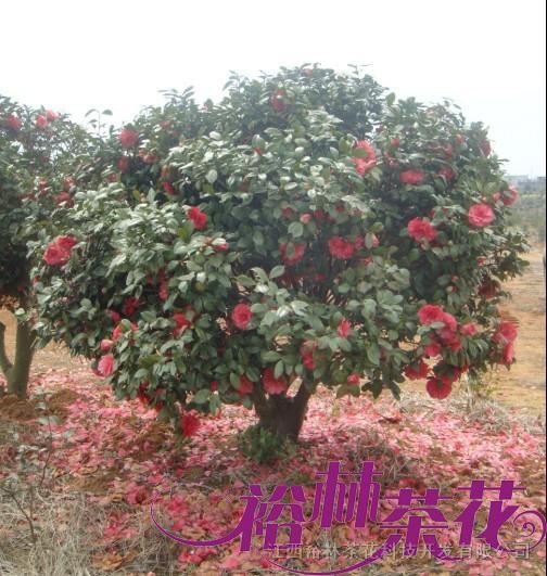 嫁接山茶花