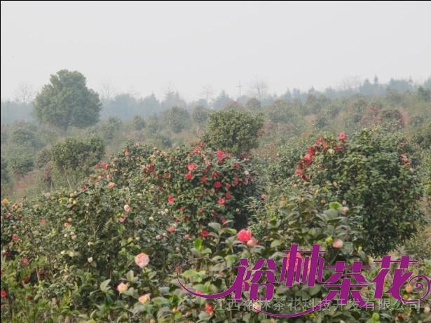 嫁接茶花種植基地