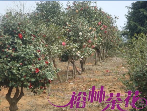嫁接茶花種植基地