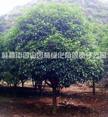 桂花樹