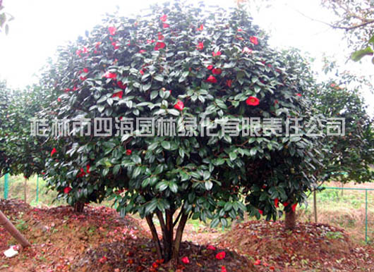 茶花