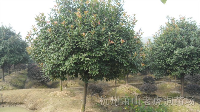單桿紅葉石楠