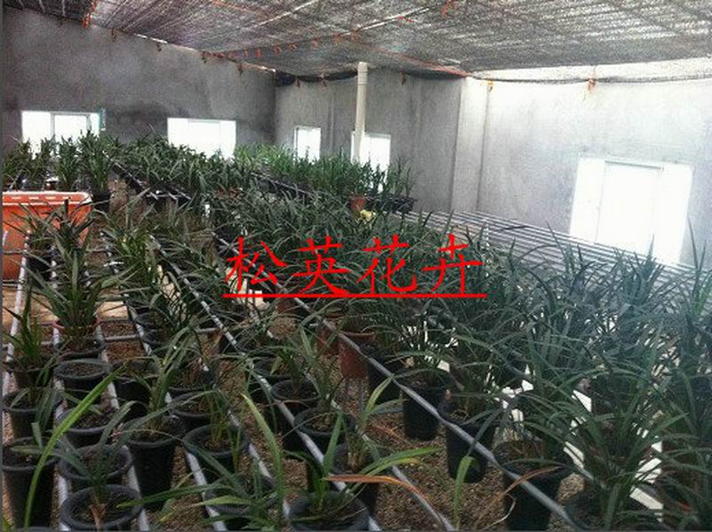 蘭花