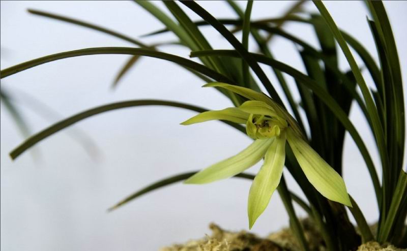 蘭花