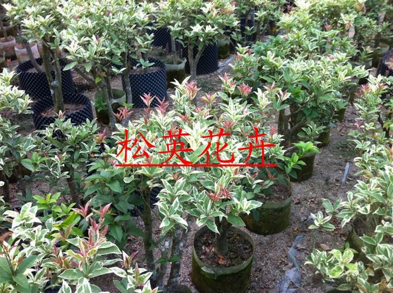 銀邊彩葉桂，嫁接