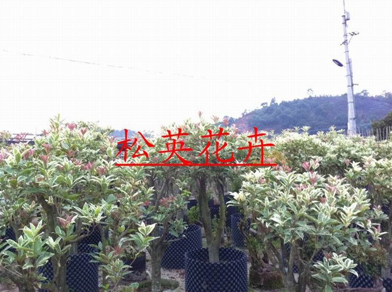 銀邊彩葉桂，嫁接