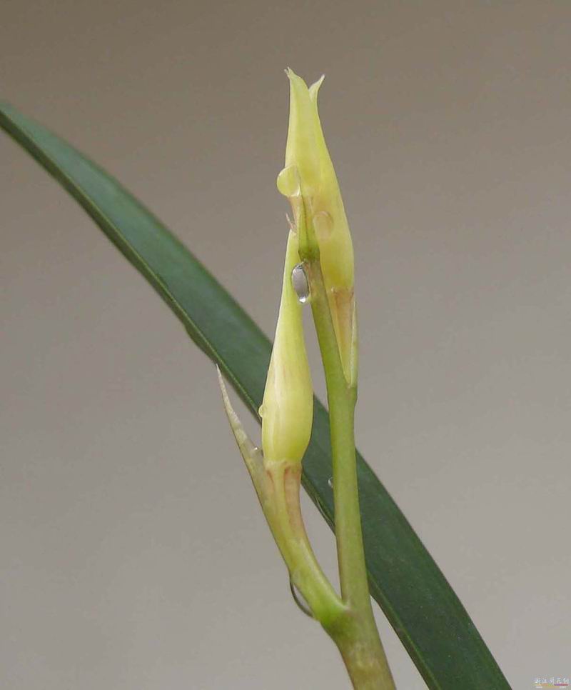 蘭花