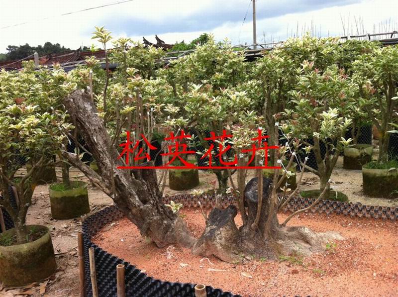 銀邊彩葉桂，嫁接