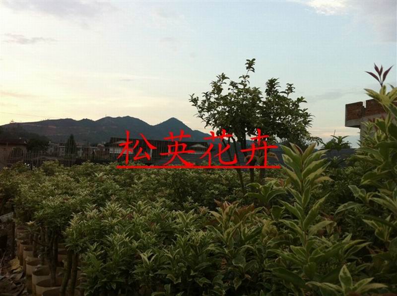 銀邊彩葉桂，嫁接