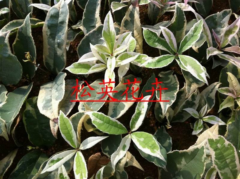 銀邊彩葉桂小苗