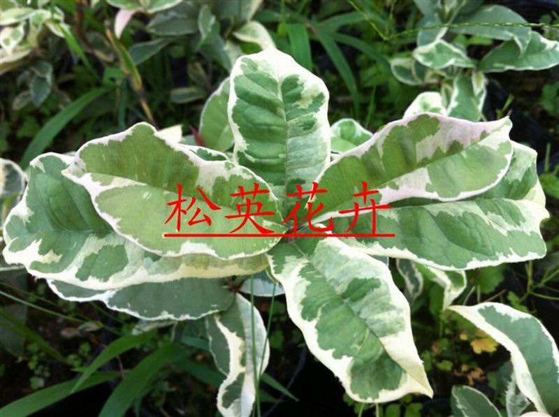 銀邊彩葉桂小苗