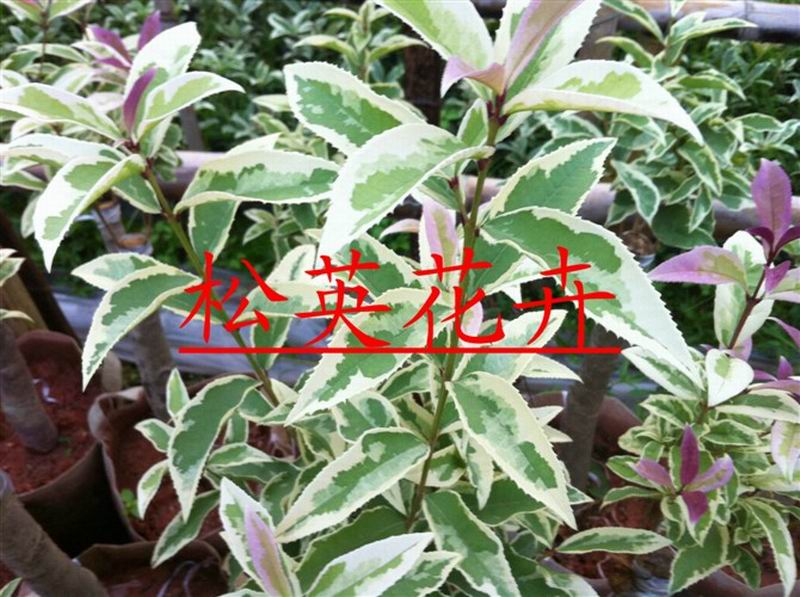 銀邊彩葉桂