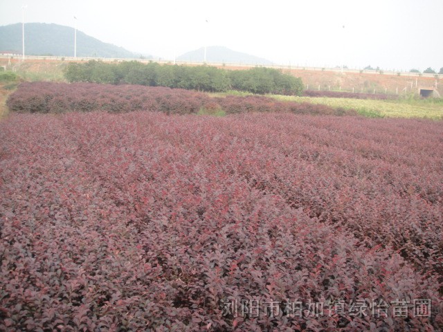 紅花繼木25-35公分