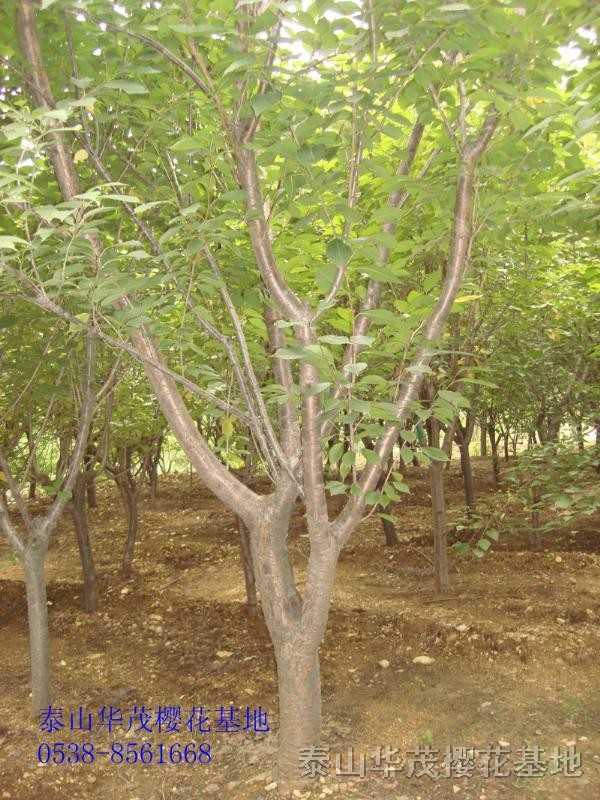 櫻花   櫻花品種