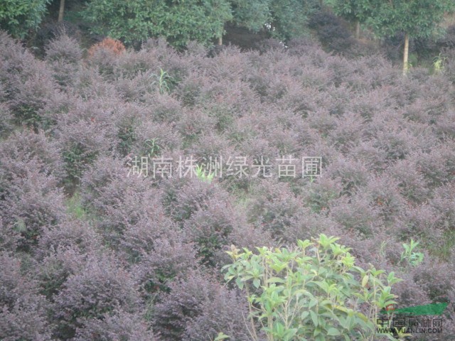 紅花繼木球,紅繼木毛球,紅花繼木毛球,紅花桎木球