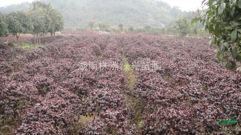 紅花繼木球,紅繼木毛球,紅花繼木毛球,紅花桎木球