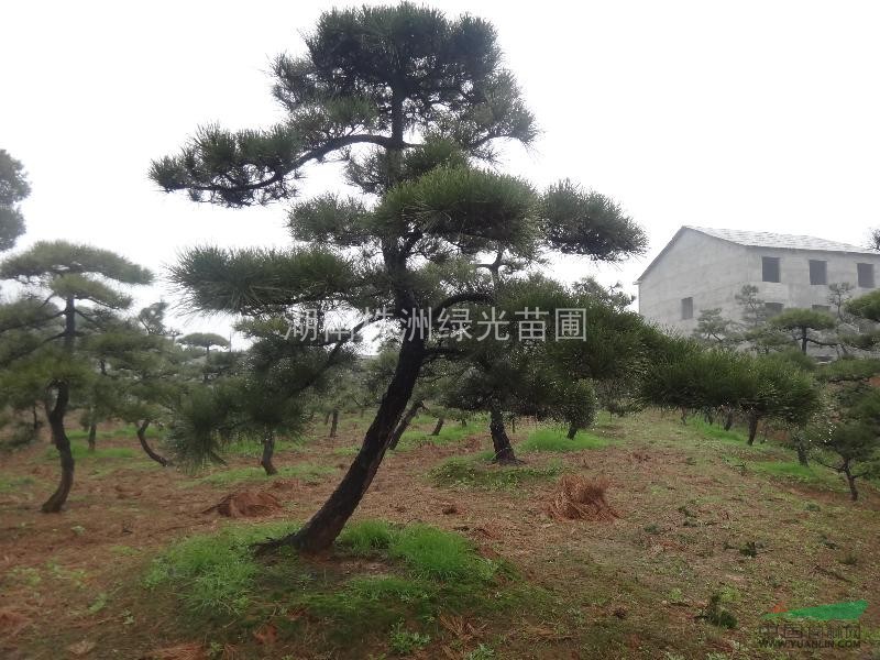 黑松,造型黑松,精品造型黑松,湖南黑松盆景,造型黑松盆景