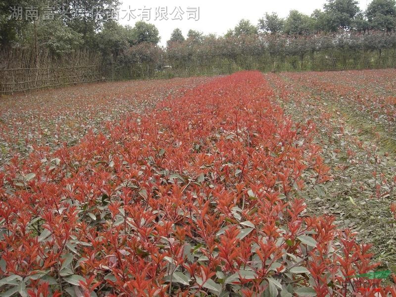 苗木基地質優(yōu)扦插苗：紅花繼木,紅葉石楠,金邊黃楊,金森女貞