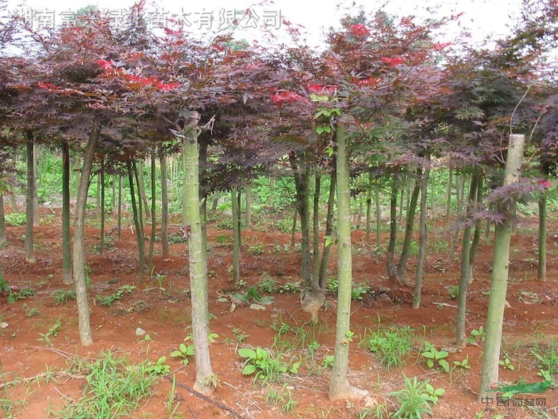 湖南富興花木造型紅繼木,湖南造型羅漢松,大紫薇基地苗—特價！