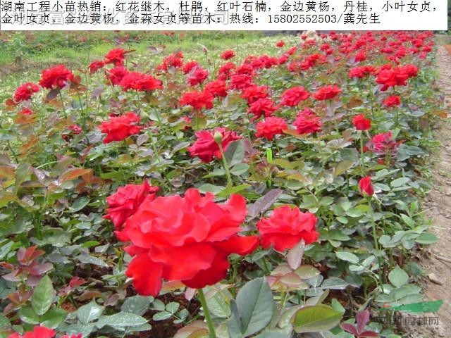 湖南花木，紅花、鉆石、豐花月季，油茶樹樁，長沙跳馬苗木