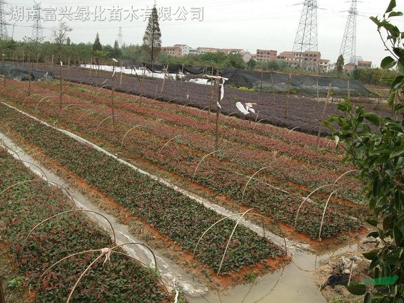 湖南花木，紅花、鉆石、豐花月季，油茶樹樁，長沙跳馬苗木